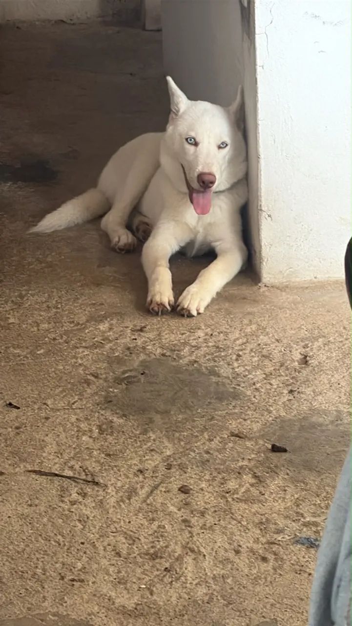 Husky siberiano  - Foto 2