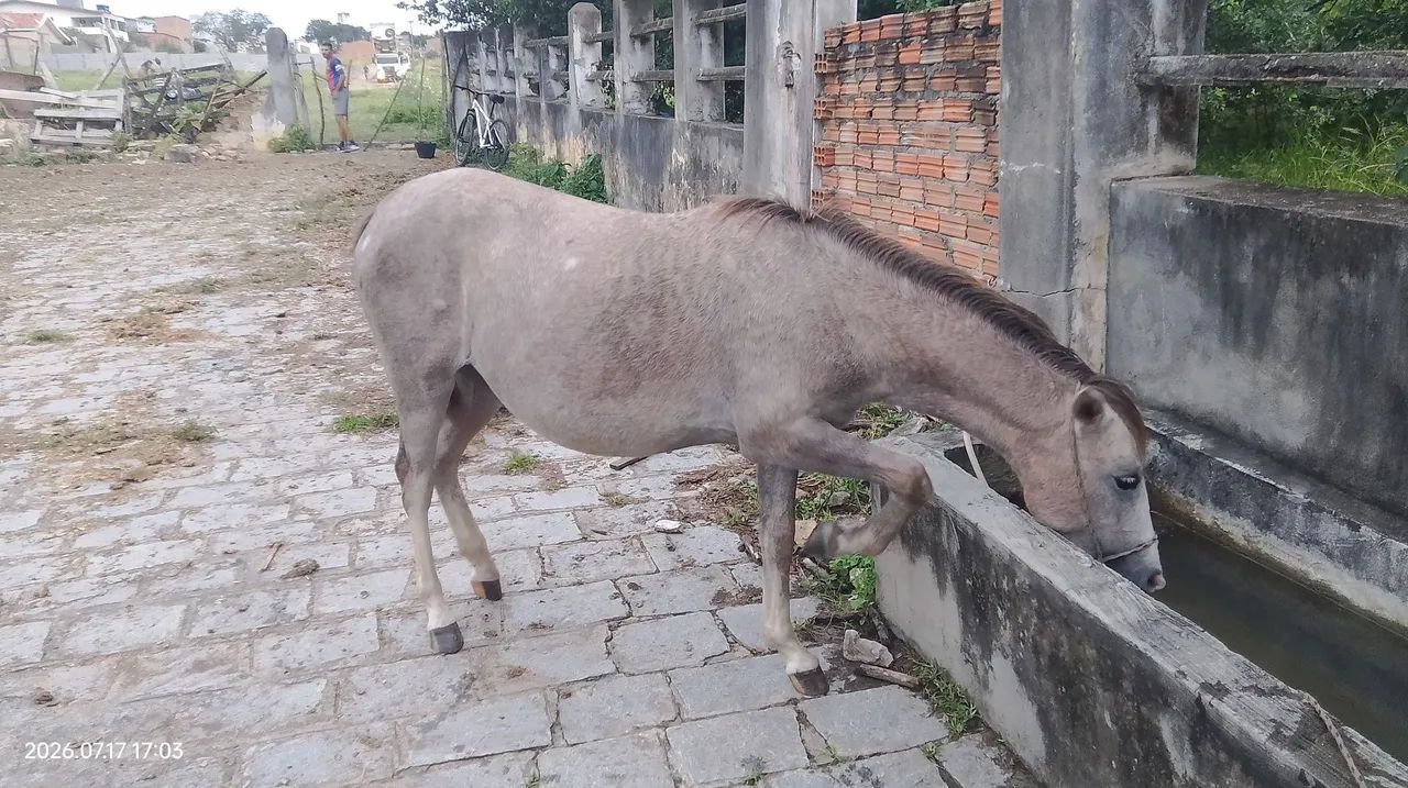 Eguinha piquira  - Foto 2
