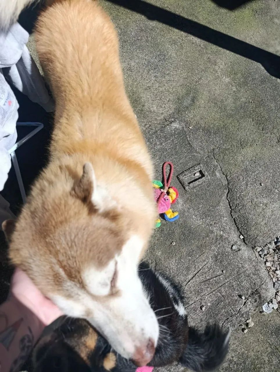 Doação Husky e Border