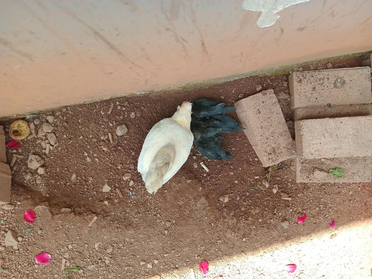 Galinhas Garnizé  - Foto 4