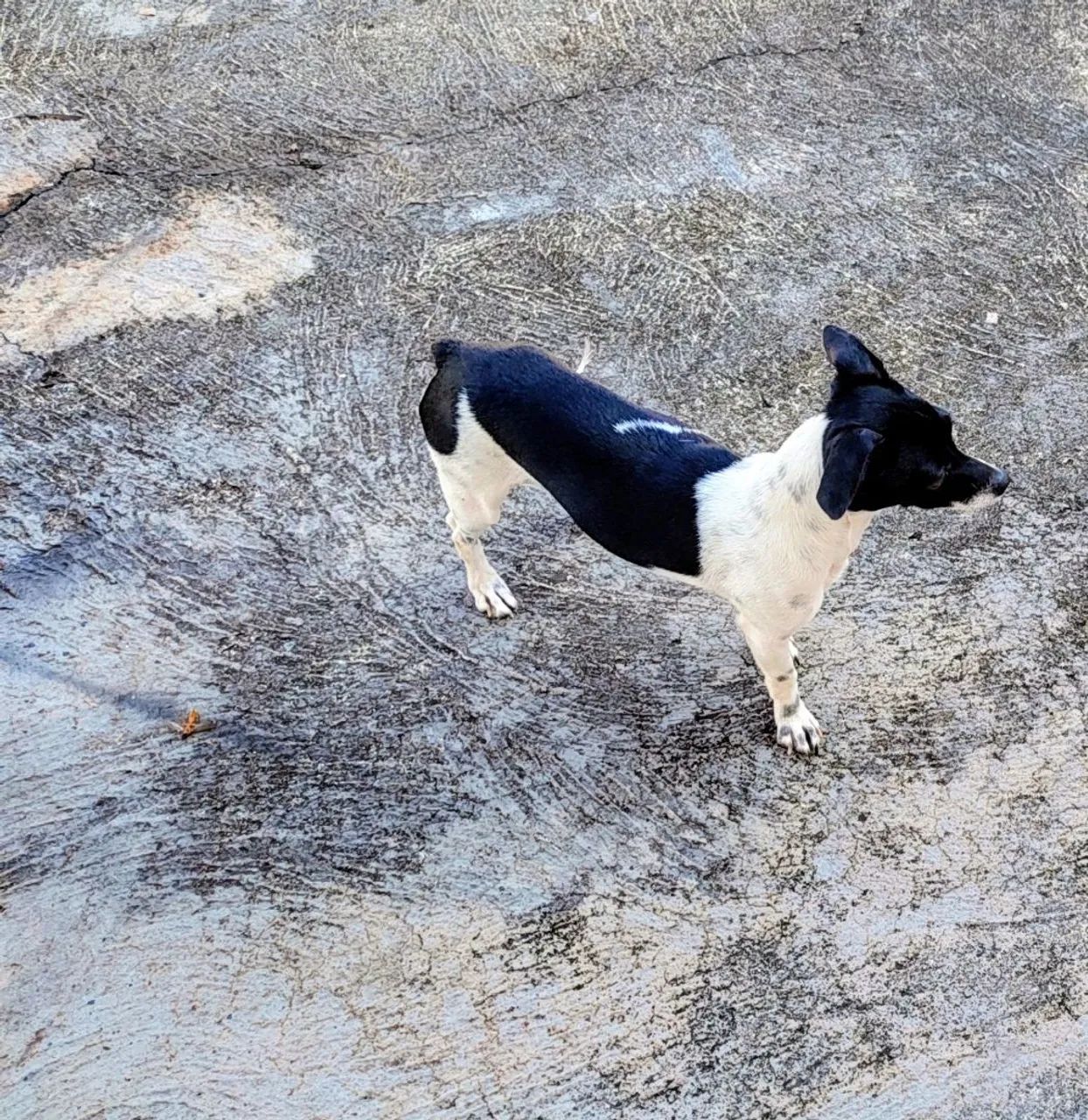 Pinscher  - Foto 3
