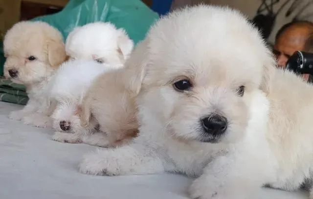 Maltês com poodle caminha brinde 