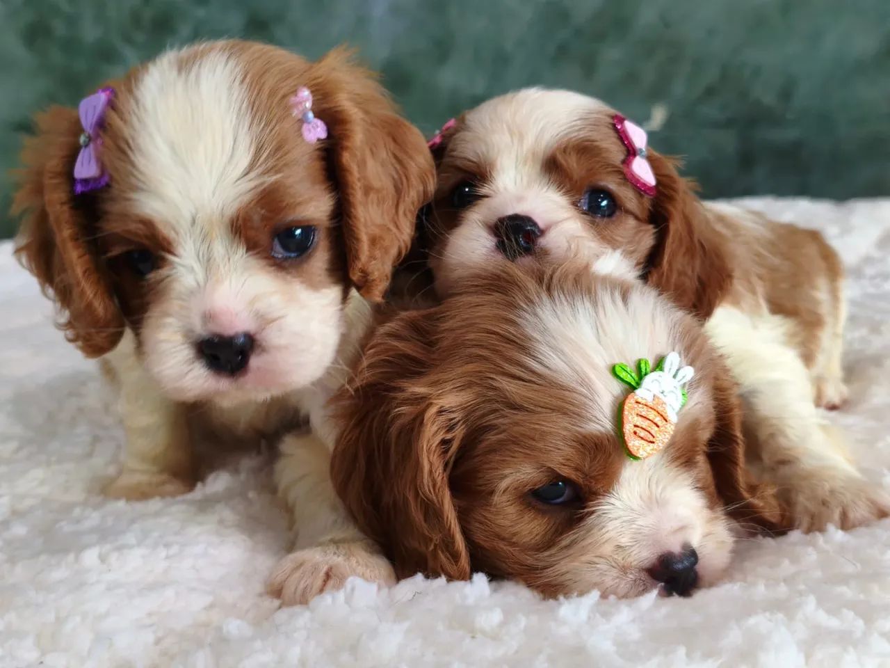 Cavalier King Spaniel - Foto 4