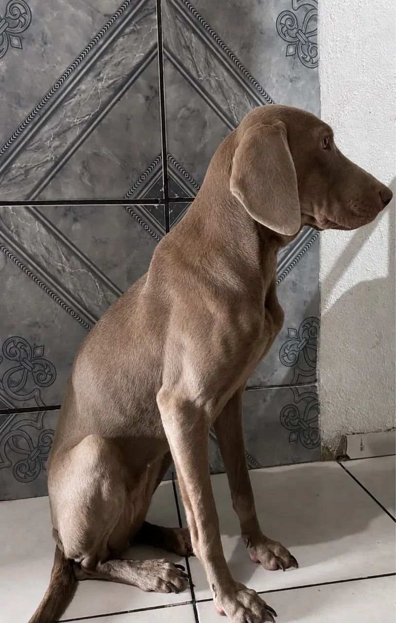 DOAÇÃO CACHORRO 