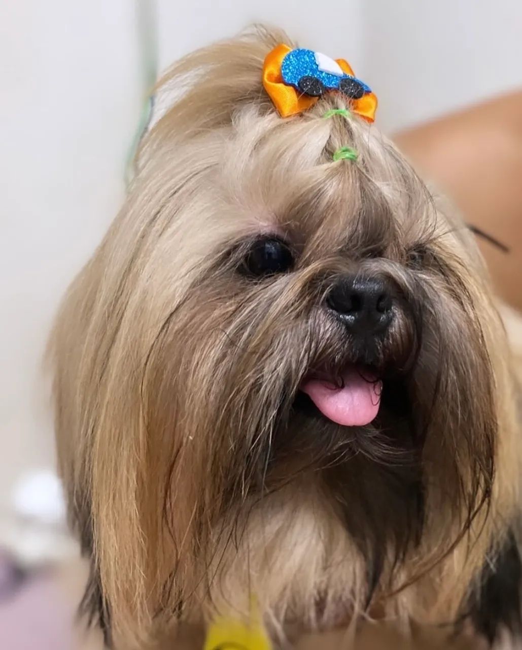 Shihtzu macho procurando uma namorada!  - Foto 2