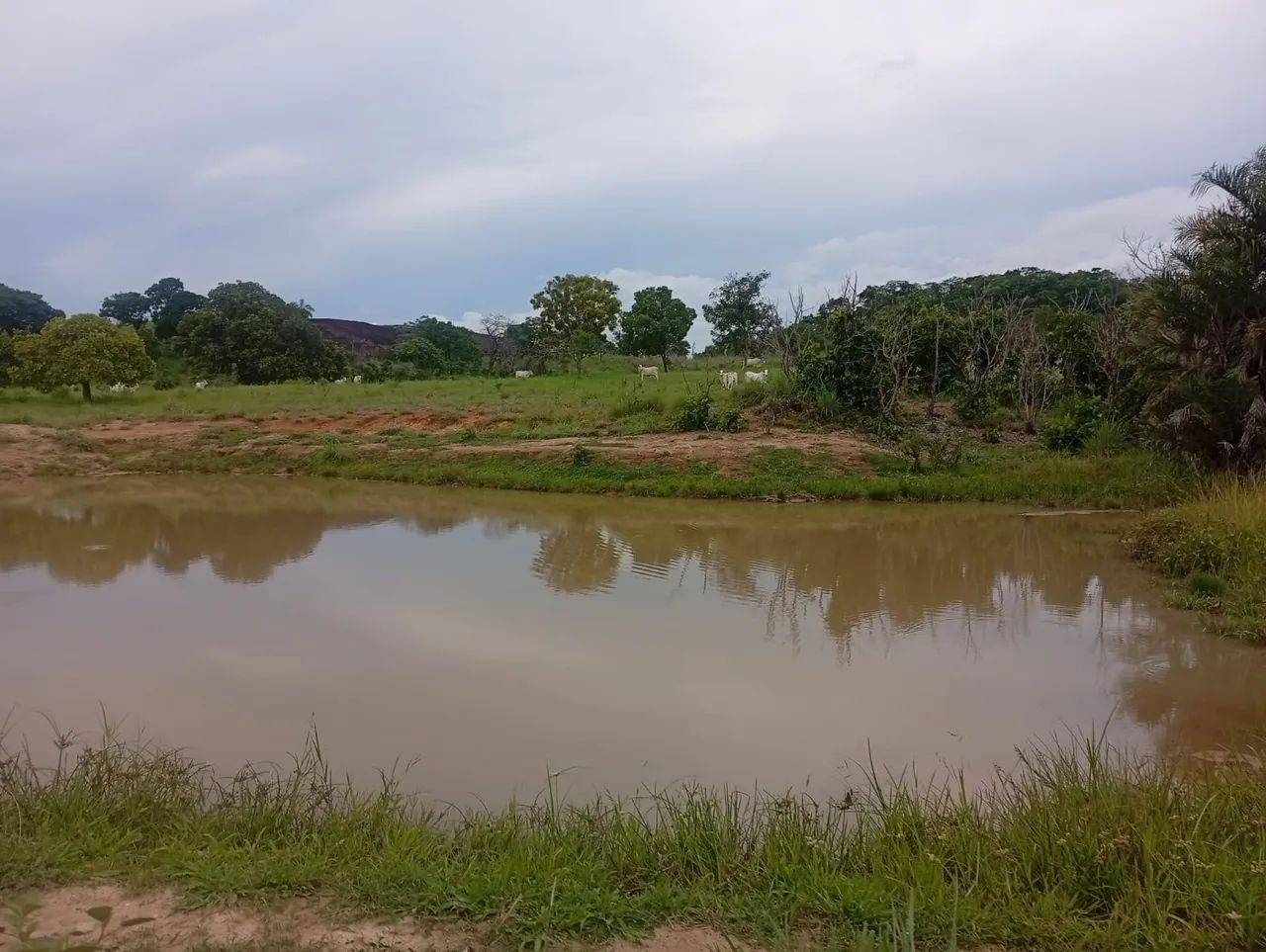 Fazenda - Faina - Foto 5
