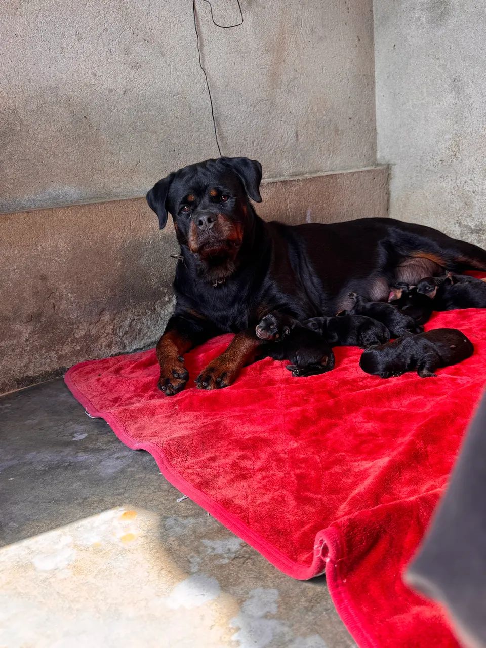 Rottweiler com pedigree. - Foto 4
