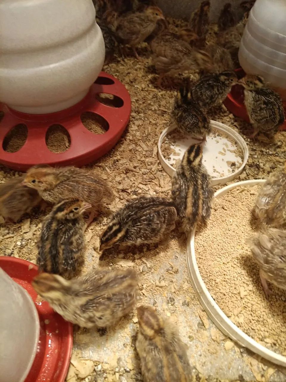 Codornas  - Foto 3
