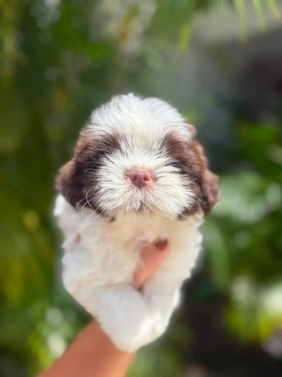 SHIH TZU MACHOS