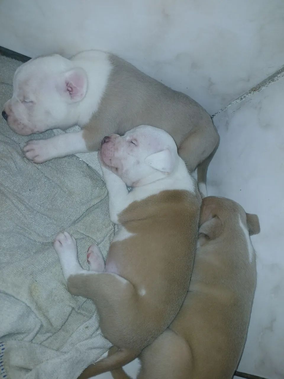 Cachorro  - Foto 4