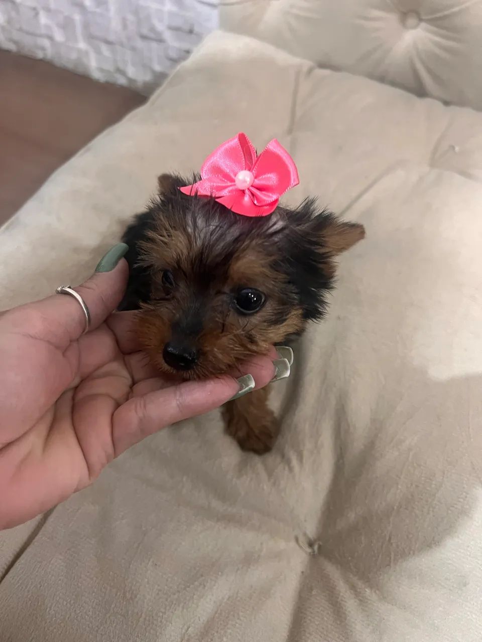 Yorkshire terrier  - Foto 2