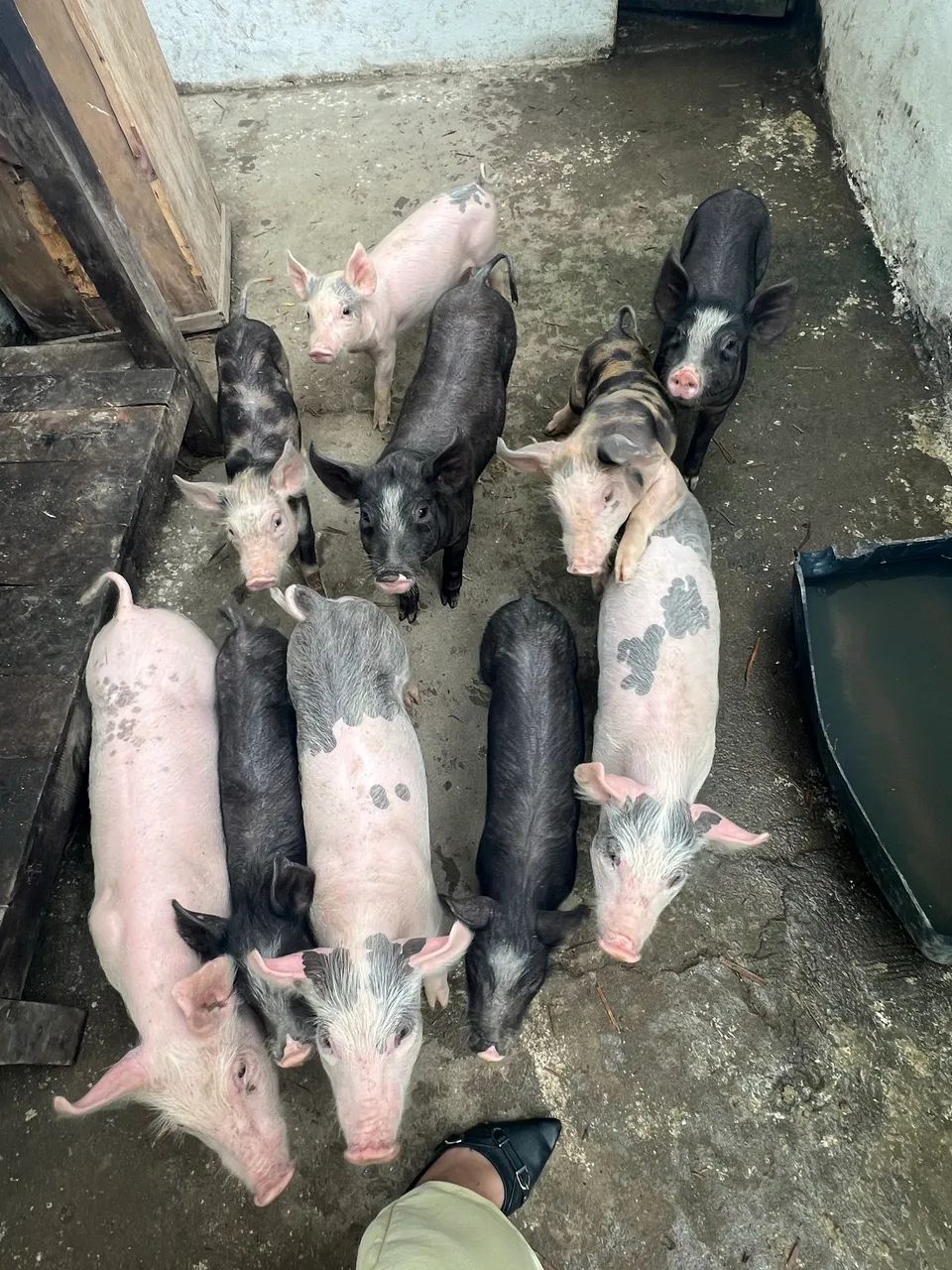 Porco suíno  - Foto 2
