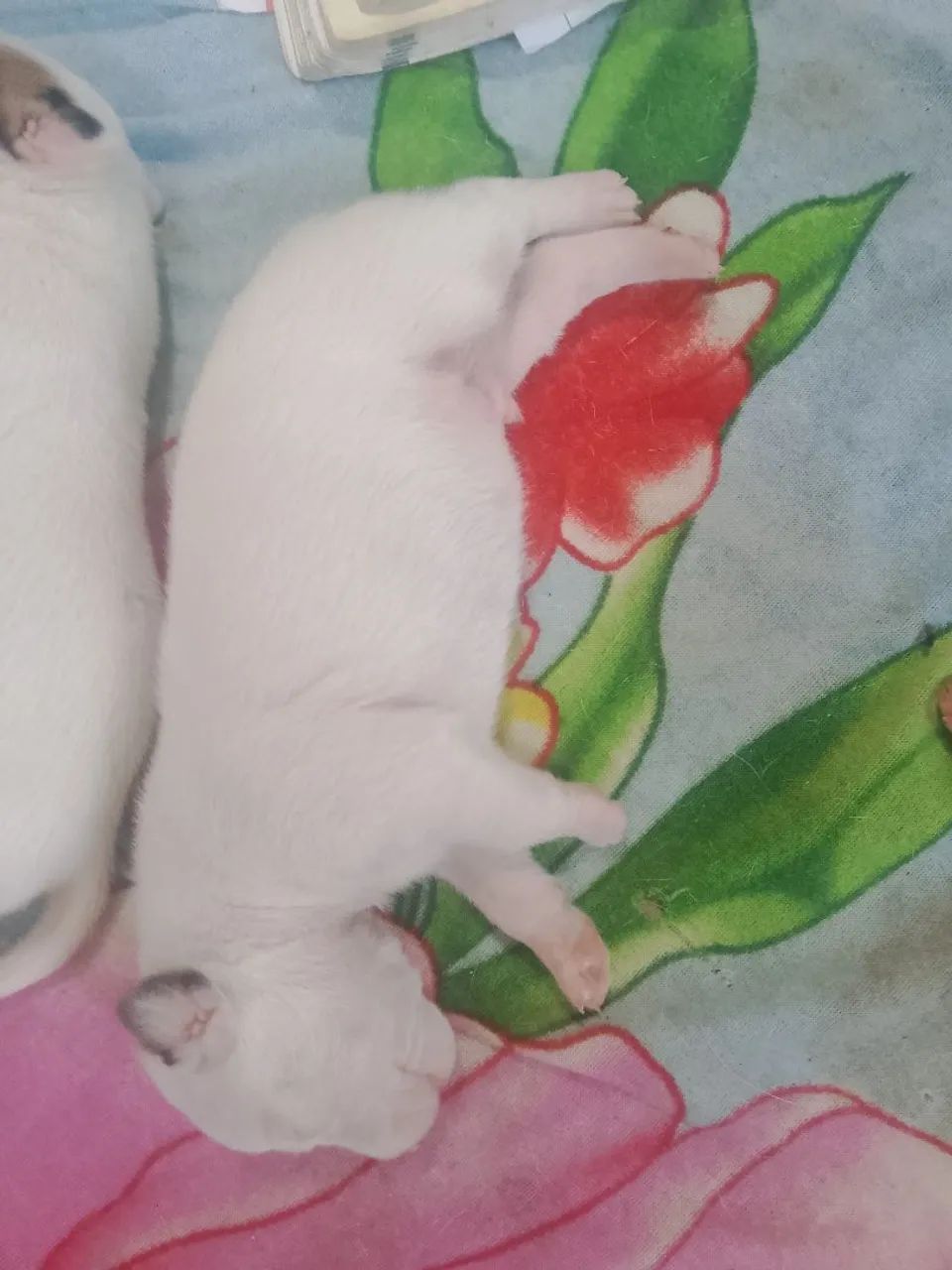 PitBull não puro - Foto 5