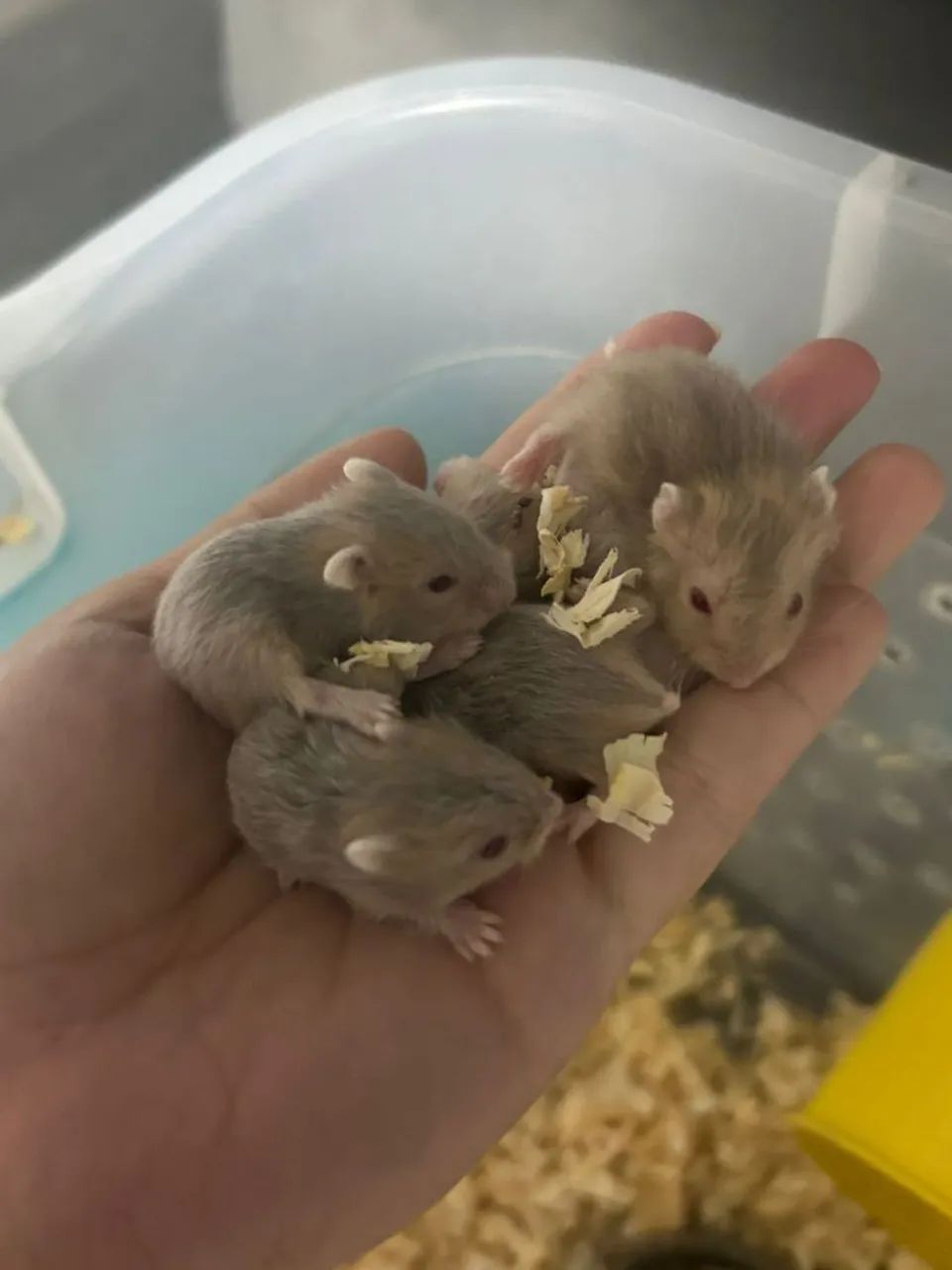 Hamster anão russo  - Foto 2