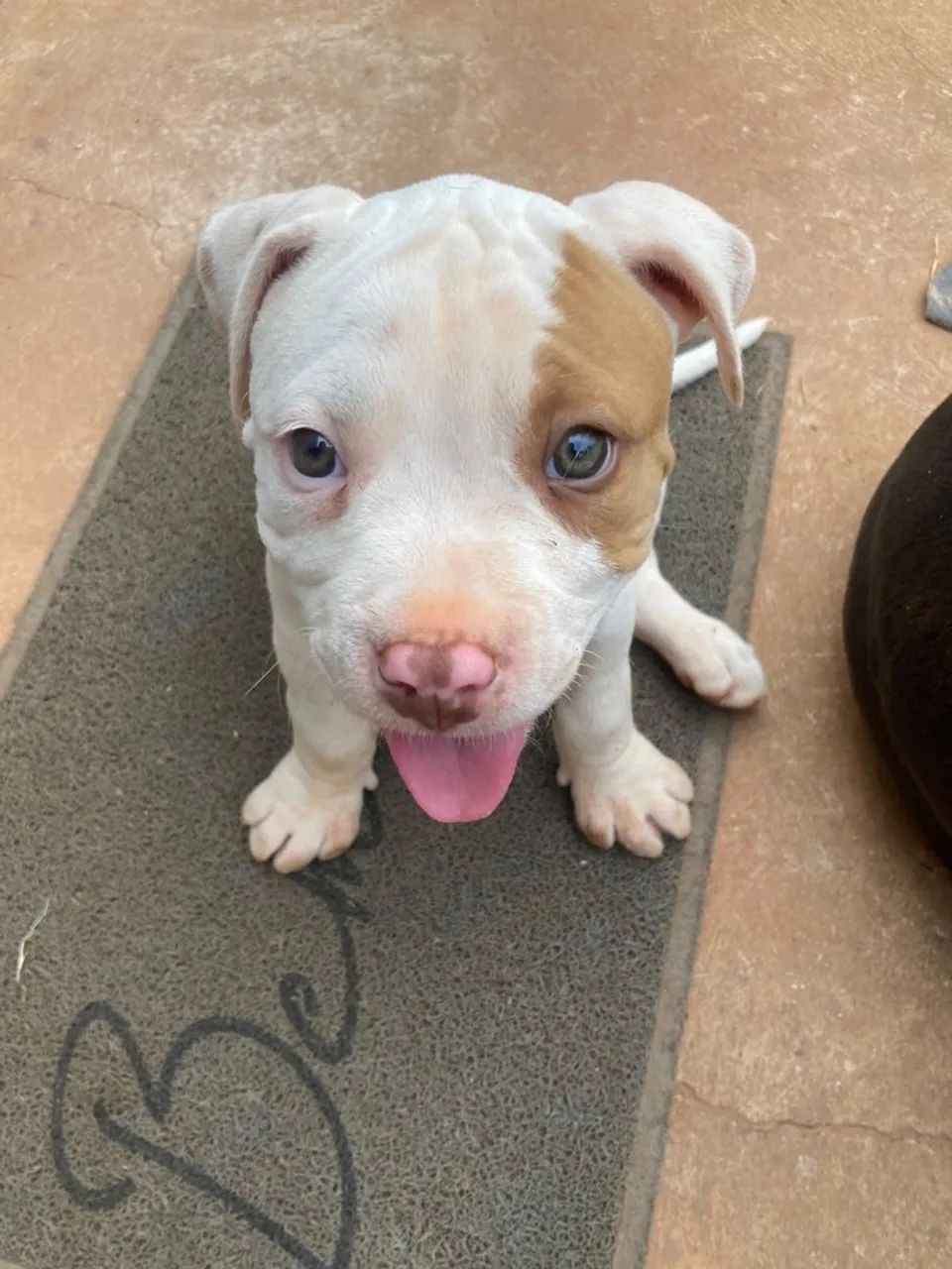 Pitbull - Foto 3
