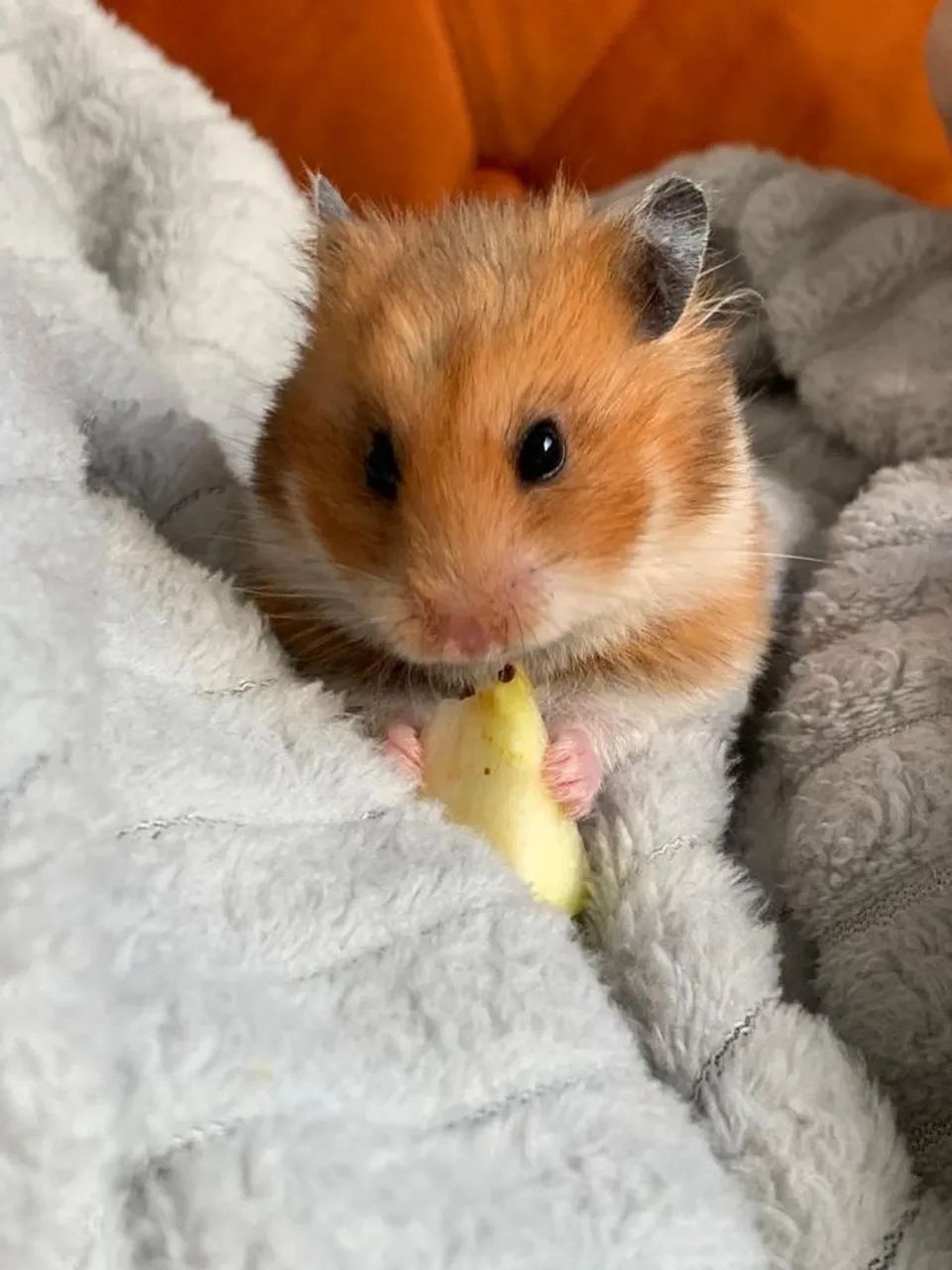 Hamster Fêmea  - Foto 3