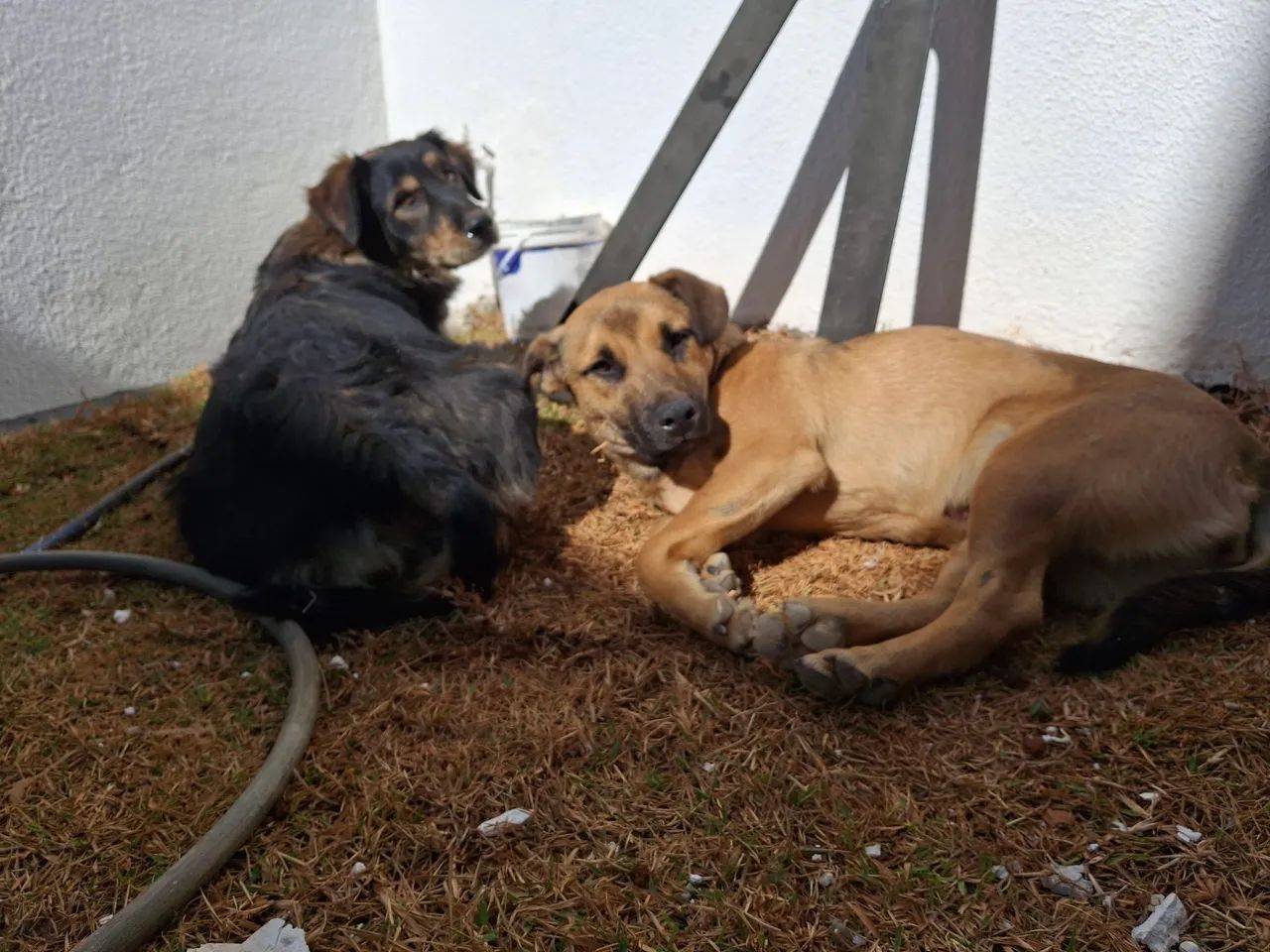 Doação cachorros filhotes  - Foto 4