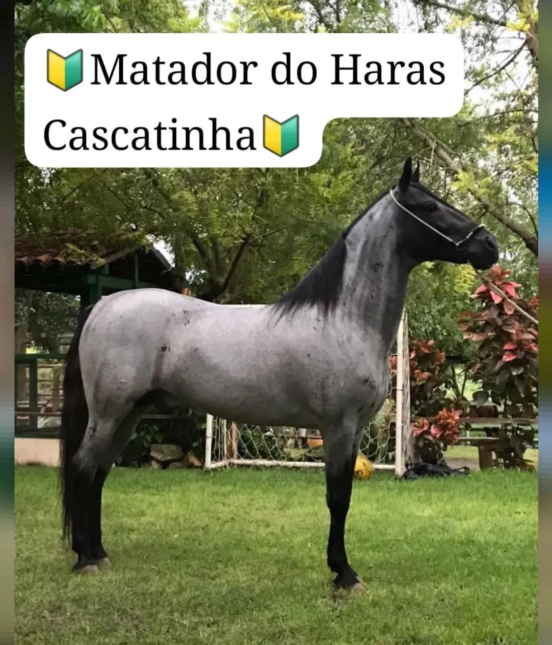 POTRA MANGALARGA MARCHADOR REGISTRADA 