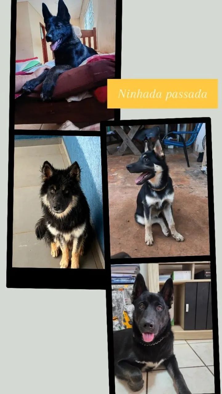 Husky mix - Foto 2