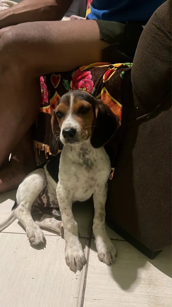 bigo com americano  - Foto 3