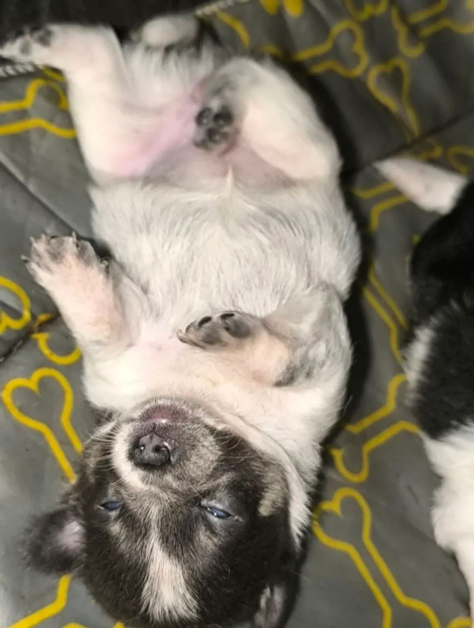 Chihuahuas - Foto 4