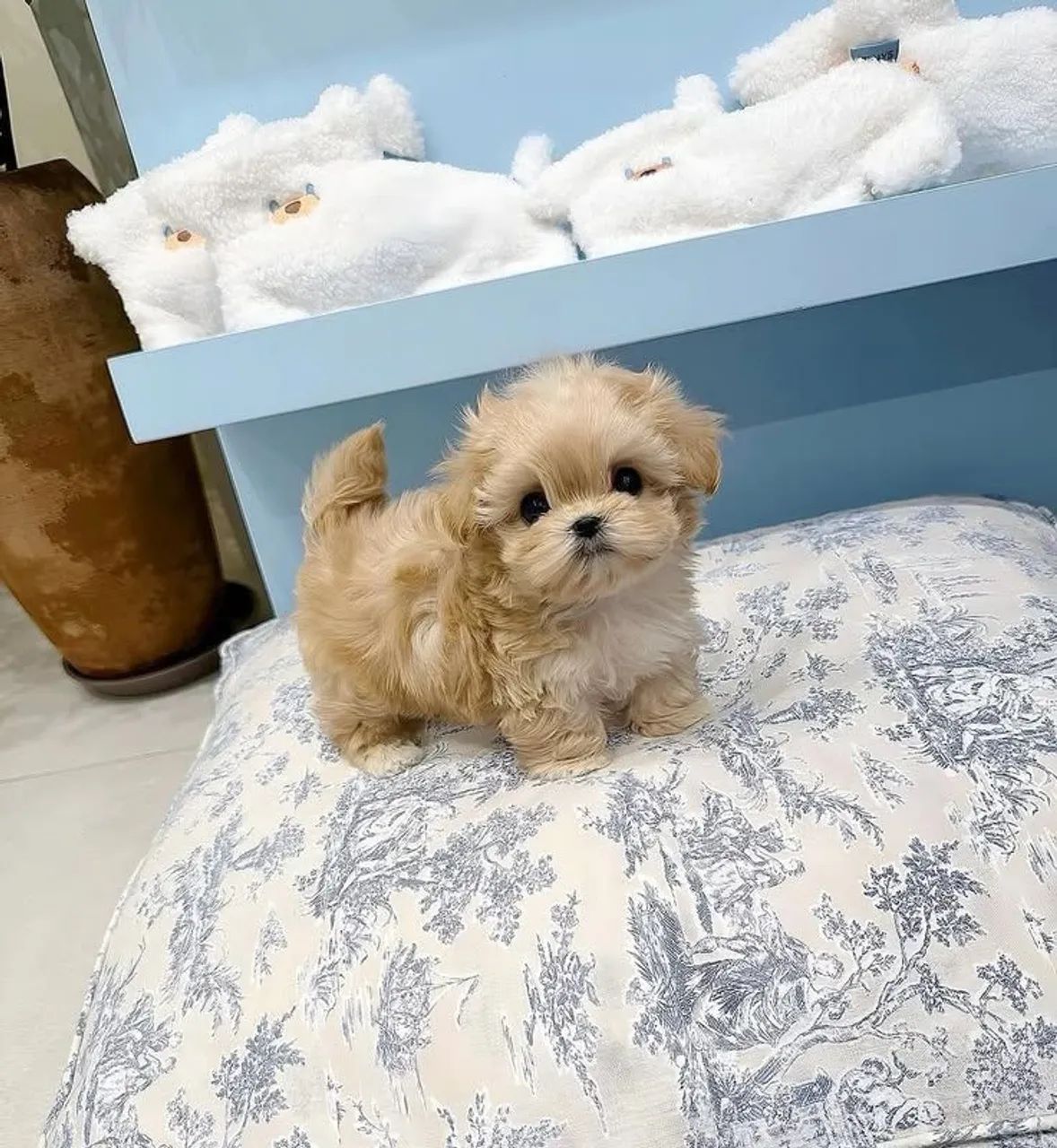Filhote Poodle com shitzu Macho . - Foto 2