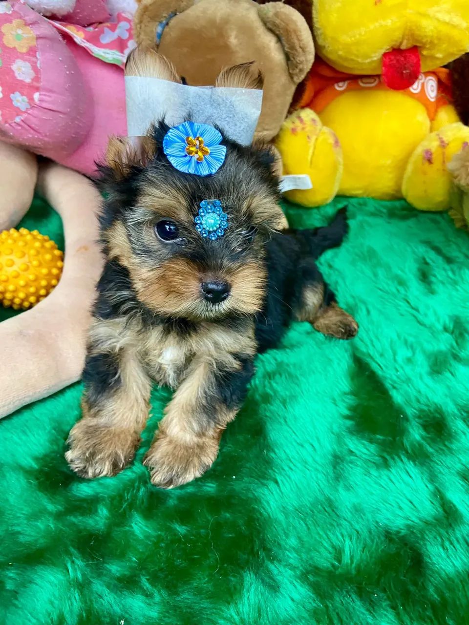 Filhotes de Yorkshire mini com procedência - Foto 3