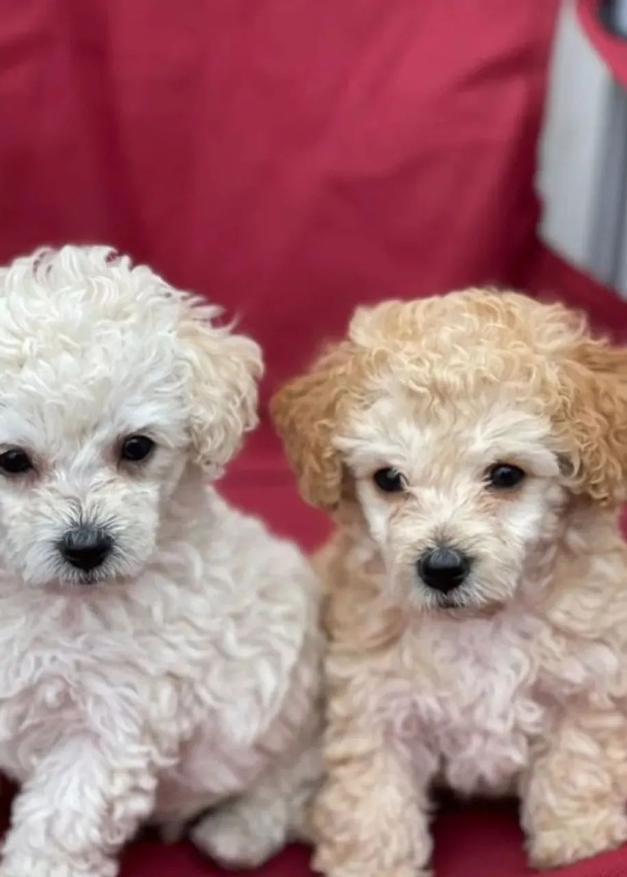Casal de poodle
