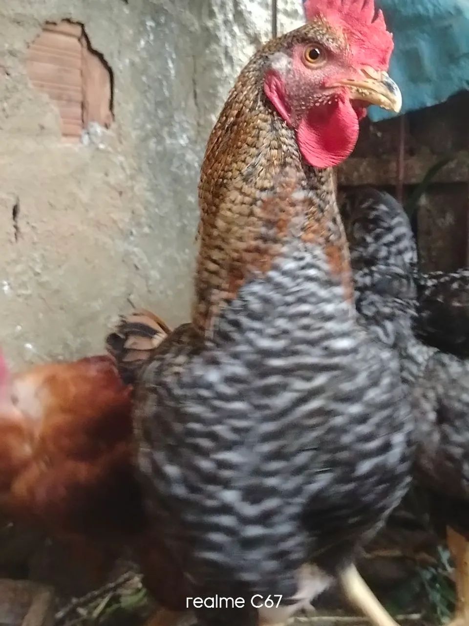 Vendo frango  - Foto 5