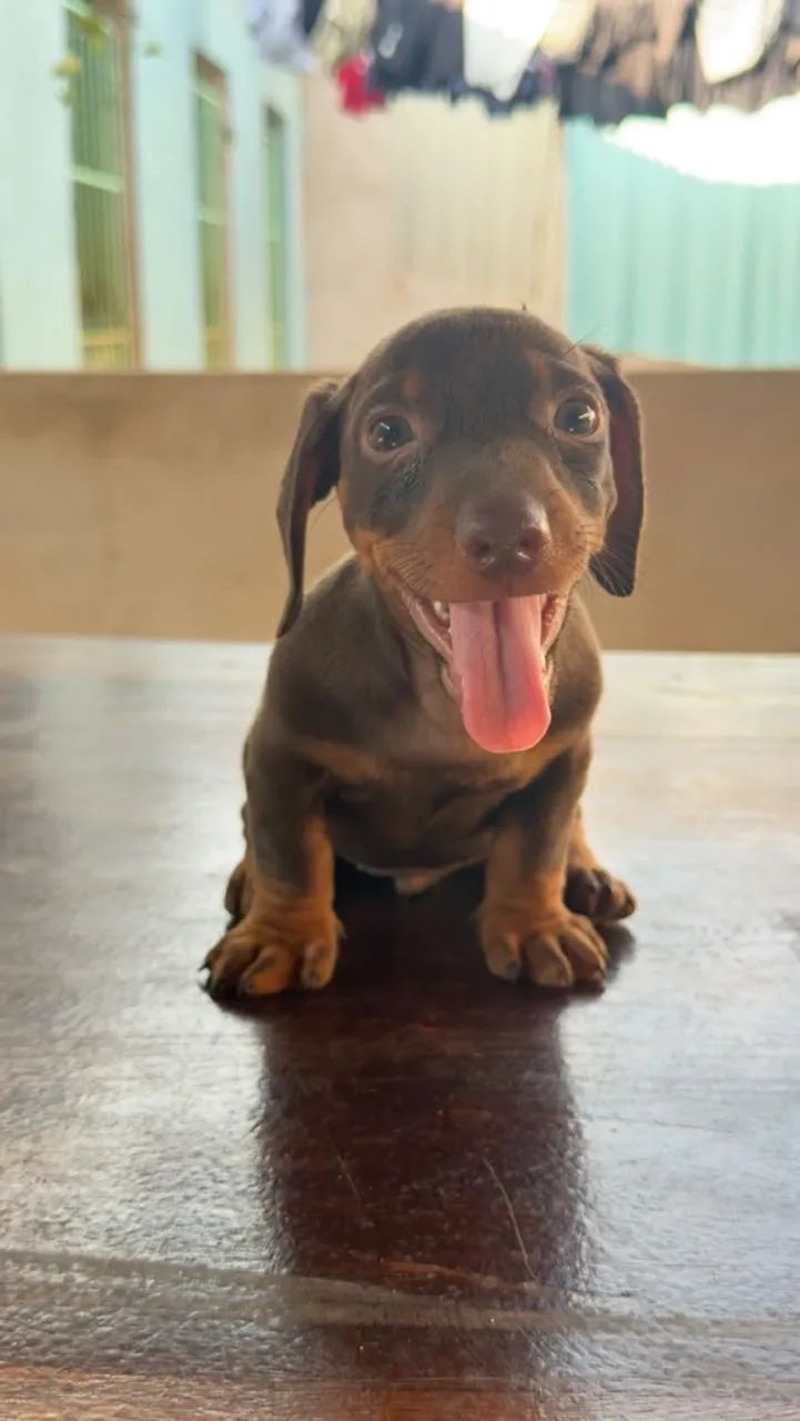 Dachshund macho - Foto 2