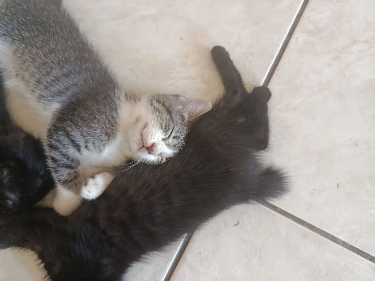 Gatinho fofinho pra adoção  - Foto 4