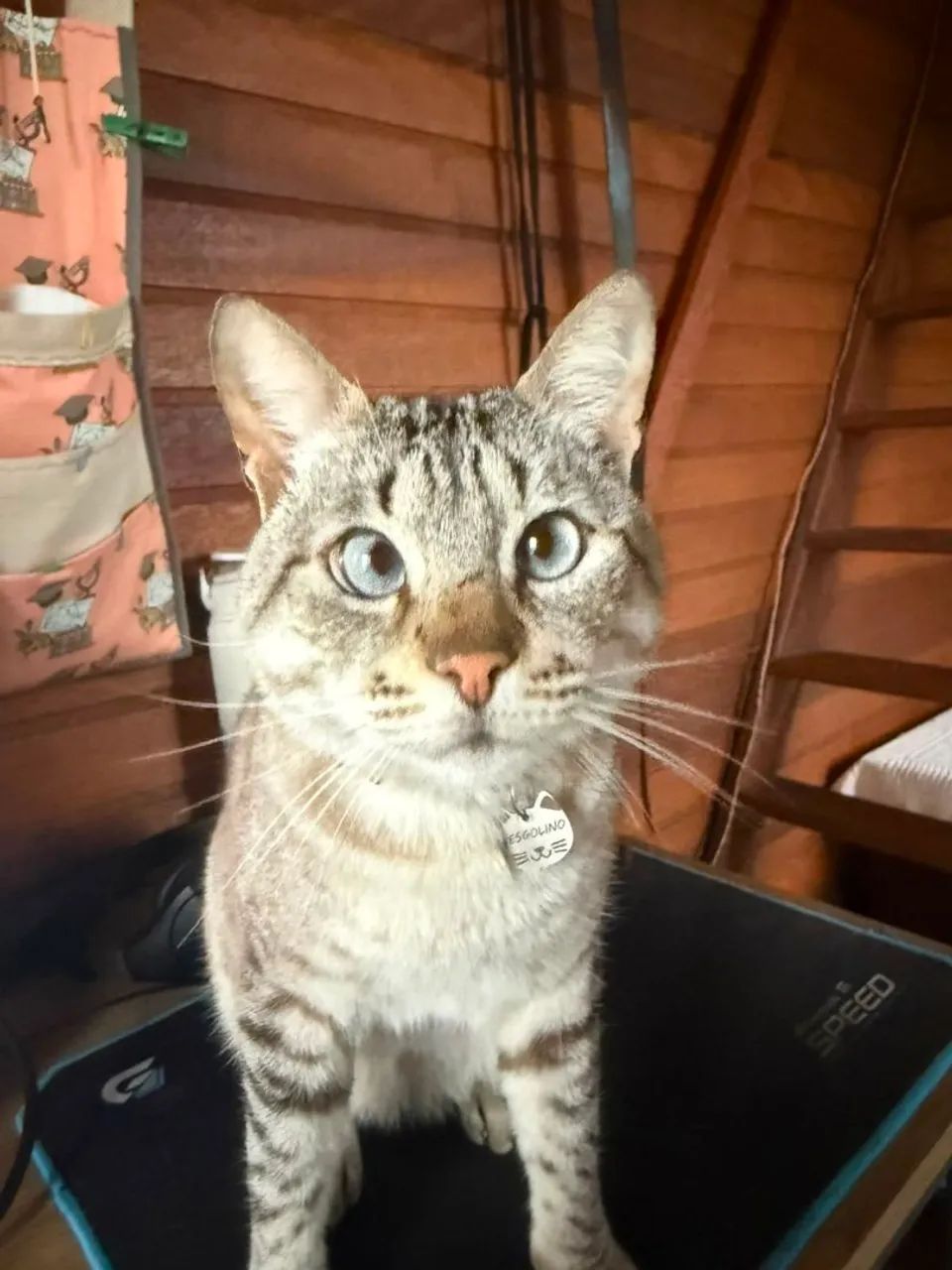 Doação de gato - macho - Foto 4