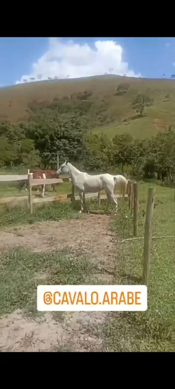 Égua árabe - aceitamos troca 