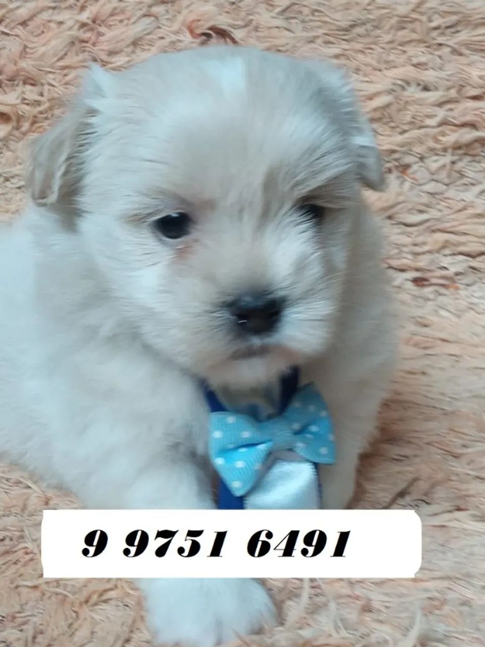 lhasa apso 