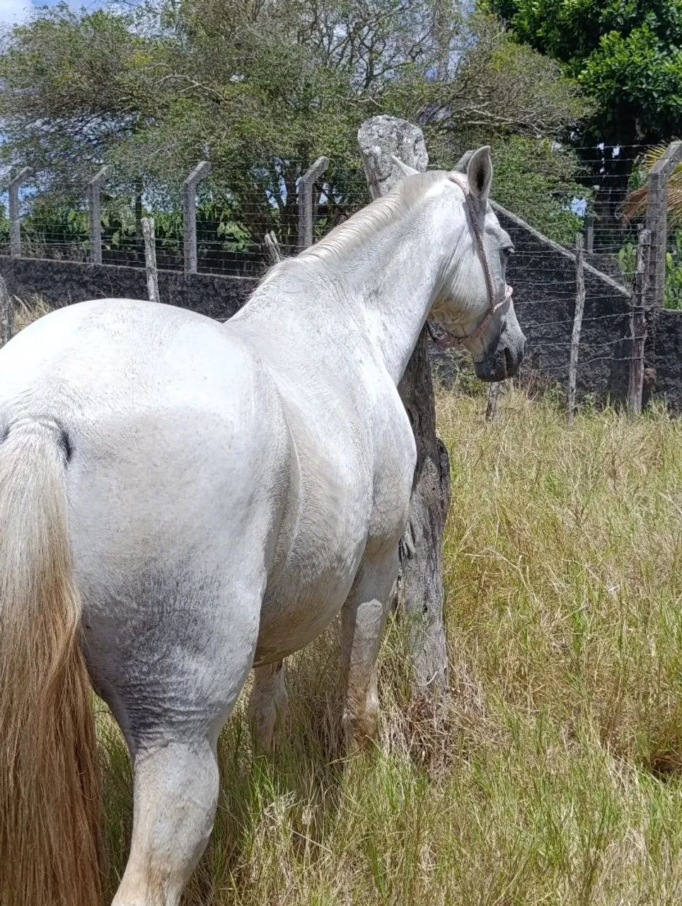 Cavalo  - Foto 5