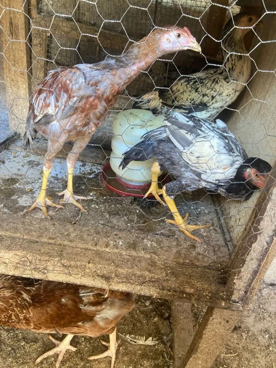 Frango caipira  - Foto 3