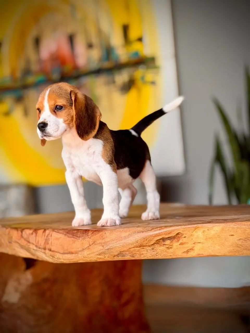 Beagle inglês mini - Foto 3