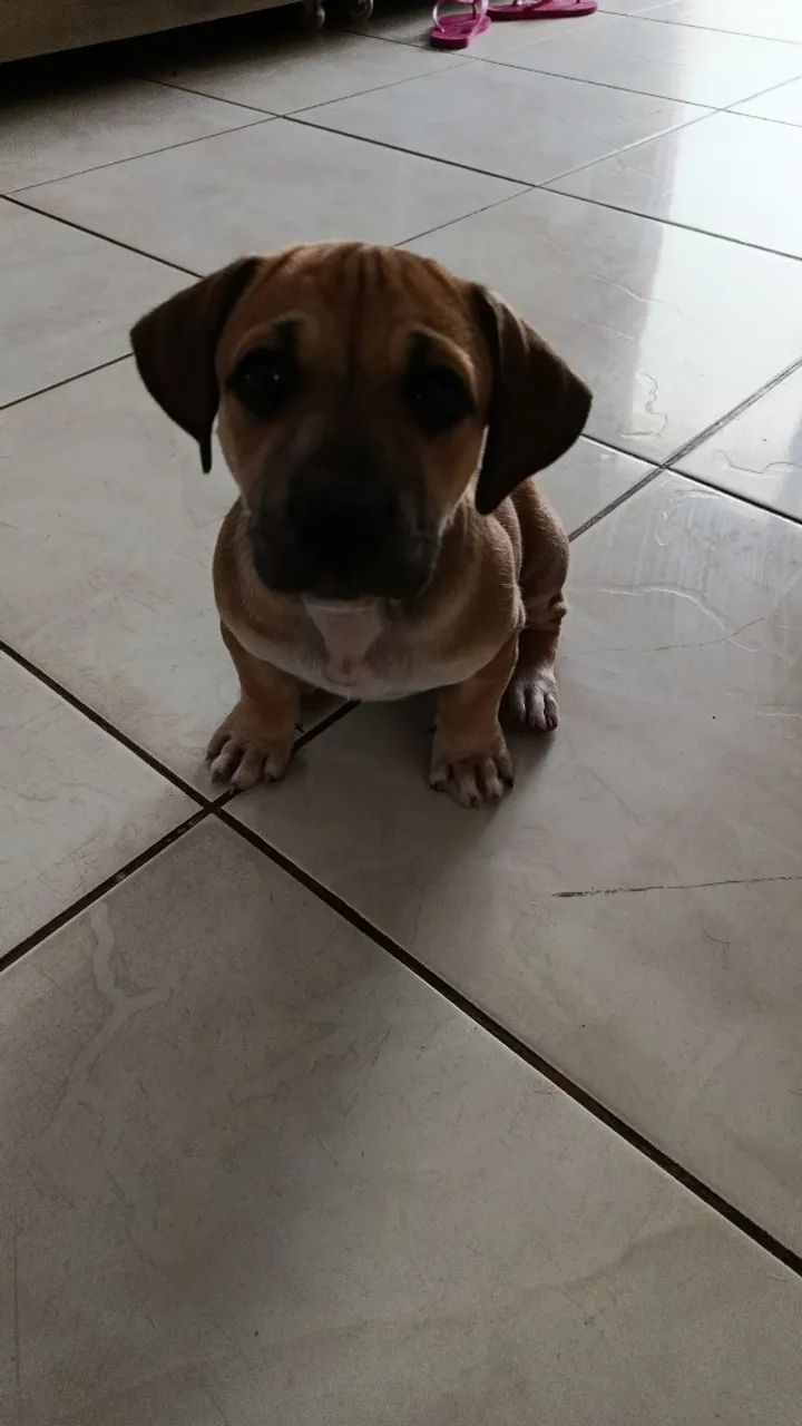 Filhotes pitbull - Foto 4