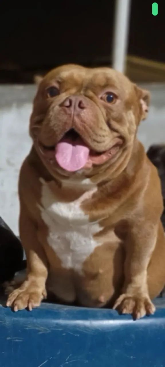 Cachorro  - Foto 4