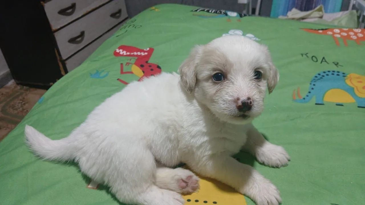 Vende-se Poodle Toy - Foto 3