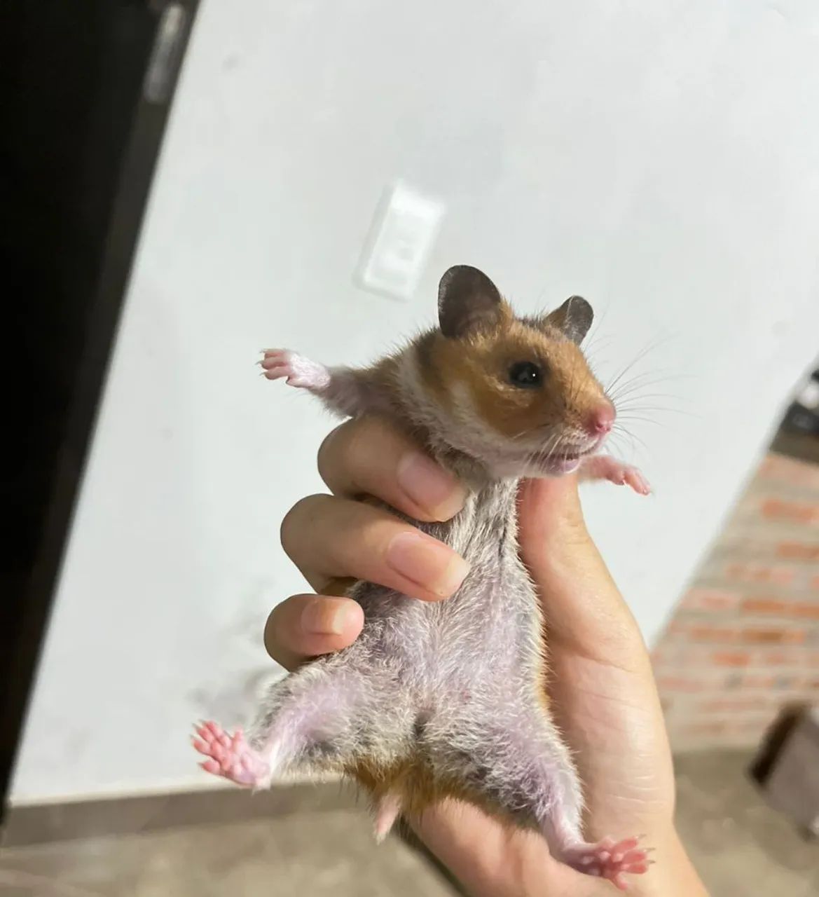 Estamos vendendo hamsters (variações de cores) 50$ reais cada - Foto 2