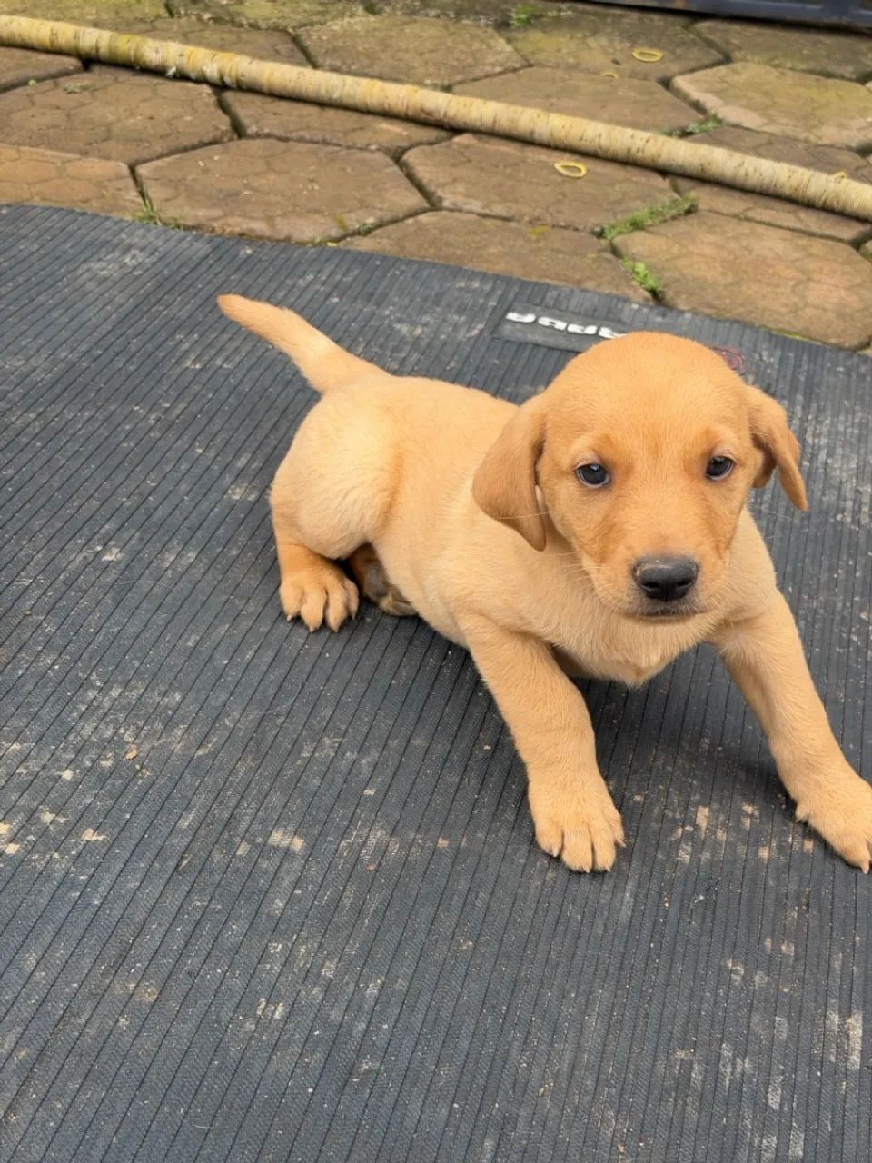 Filhote de golden com labrador  - Foto 2