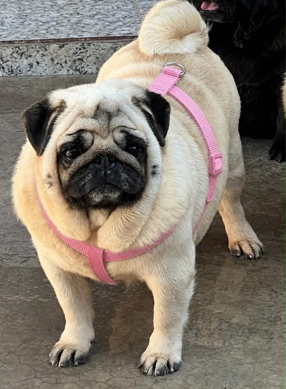 Pug exóticos e abricot  - Foto 4