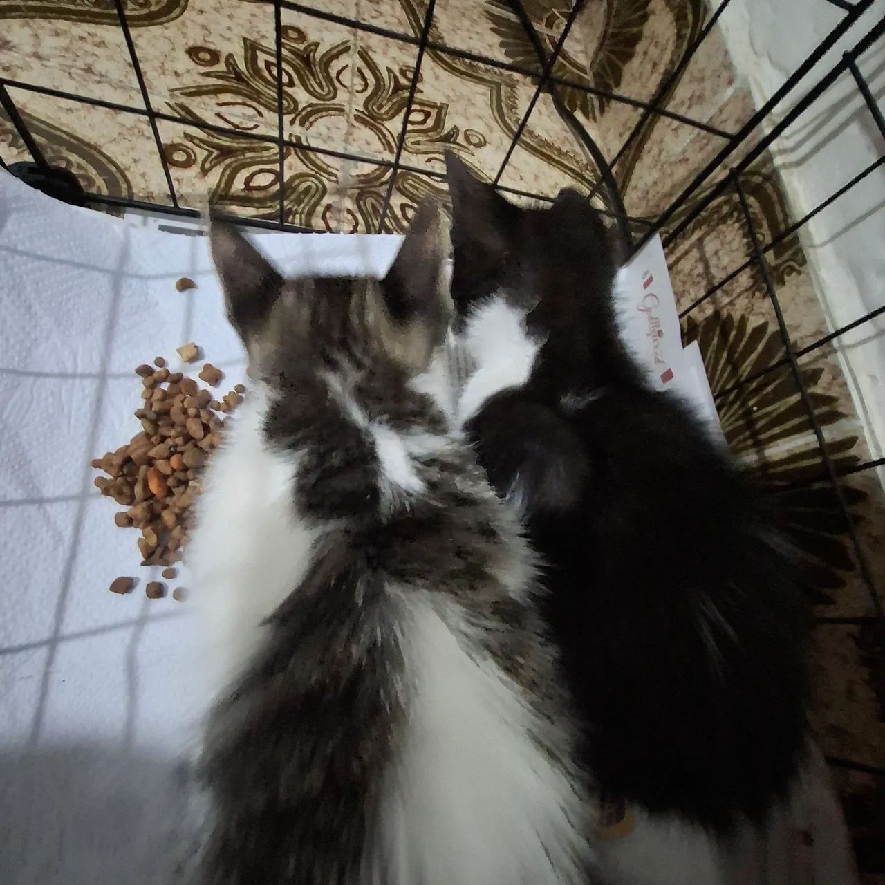 Doação de gatas - Foto 3