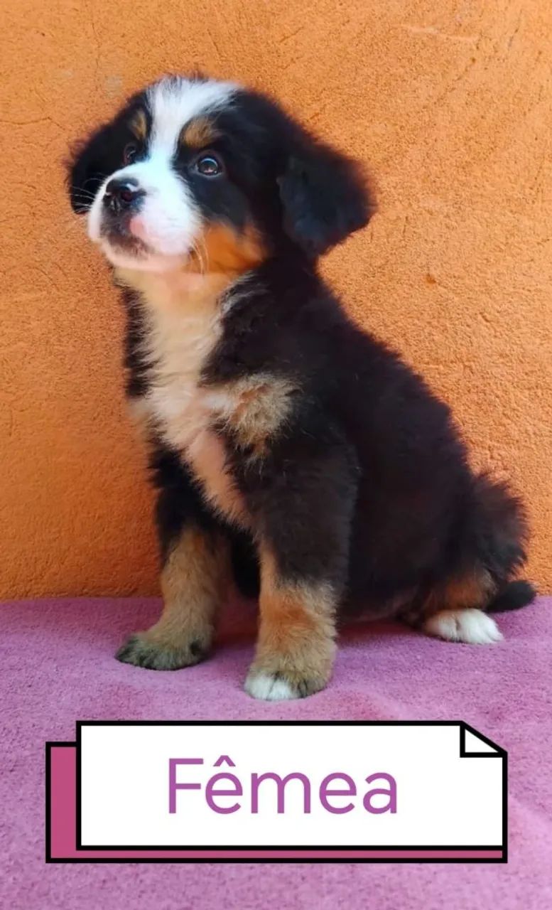 Bernese  - Foto 3