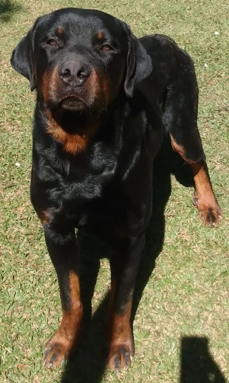 Rottweiler  - Foto 2