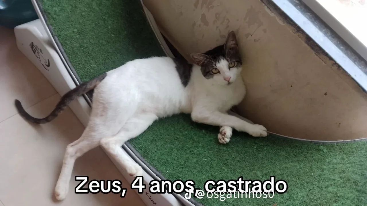 Doando vários gatinhos  - Foto 5