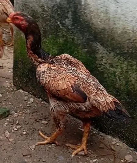 Casal galinha índio bico curto  - Foto 3