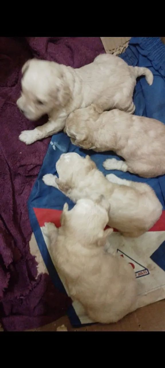 Venda de poodle .. - Foto 2