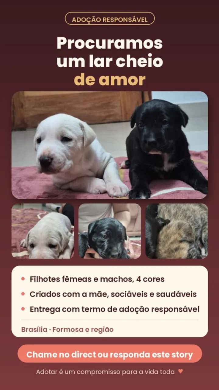 Cachorrinhos 